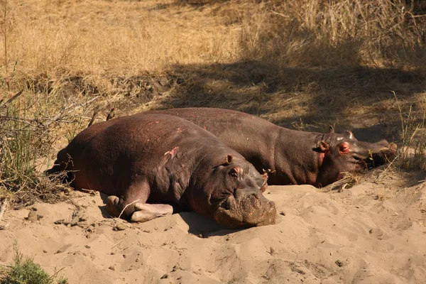 Deux Hippopotames Communs Hippopotamus Amphibius Hippopotames Couchés Sur Rivage Sable — Photo