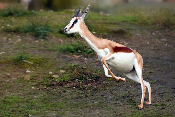 Вессінґбок Antidorcas Marsupialis Шаленому Русі — стокове фото