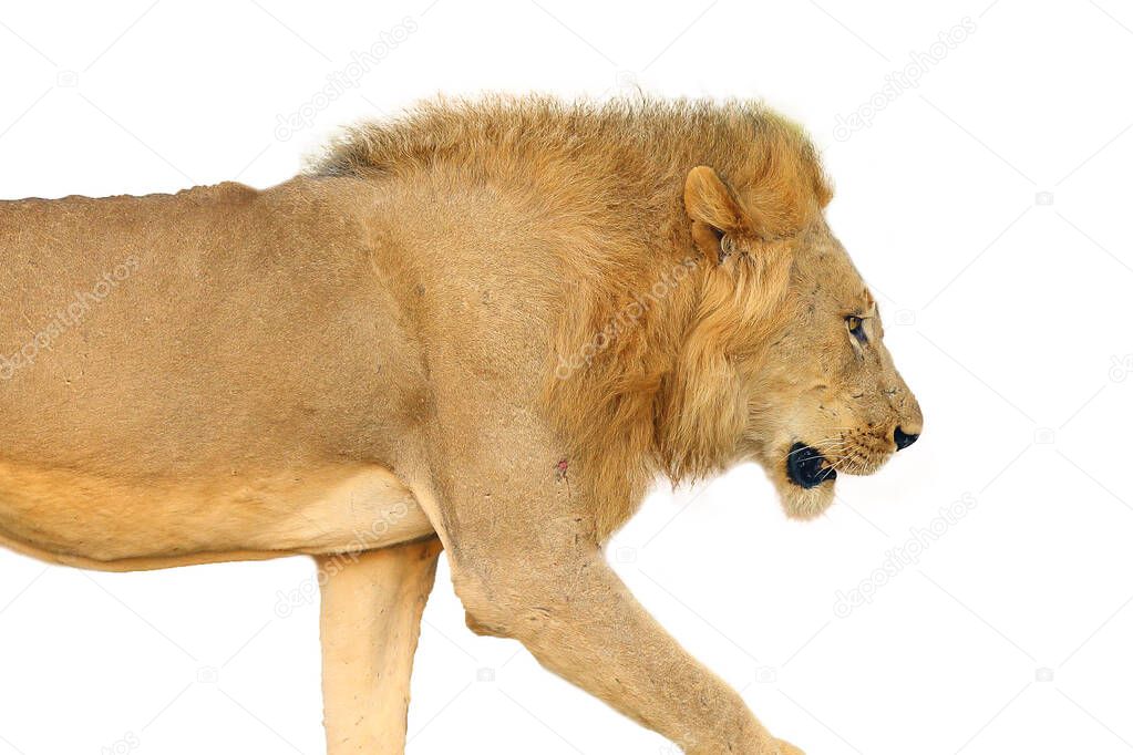 Southern Lion (Panthera leo melanochaita) or African Lion. A large very blond dominant male, typical coloring for Luangwa lions, walking along the way in orange sunset with white background.
