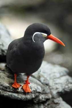 İnka deniz feneri (Larosterna inca) kıyıdaki siyah kayanın üzerinde oturuyordu.