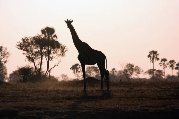 Южноафриканский Жираф Giraffa Camelopardalis Giraffa Стоит Горизонте Большой Жираф Закате — стоковое фото