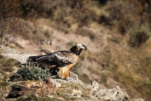 Der Bartgeier Gypaetus Barbatus Auch Als Lammergeier Oder Gehörknöchelchen Futterhäuschen — Stockfoto