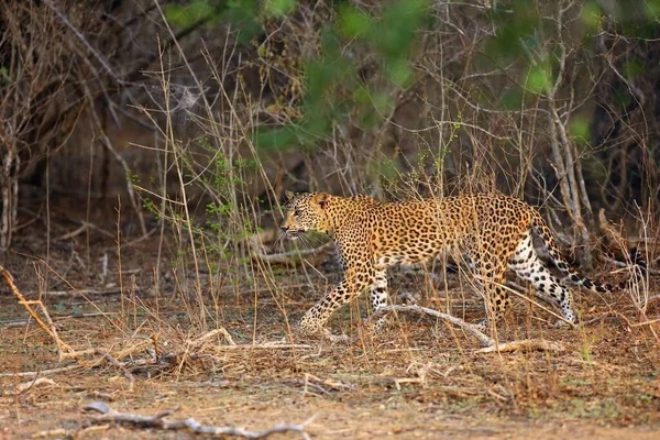 Srí Lanka Leopárd Panthera Pardus Kotiya Száraz Bokorban — Stock Fotó