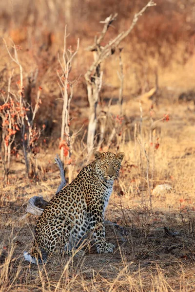 Der Afrikanische Leopard Panthera Pardus Pardus Großes Männchen Letzten Morgenlicht — Stockfoto