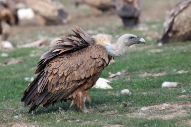 Griffon akbabası (Gyps fulvus) beslenme alanında. Akbaba beslenme alanında büyük bir Avrupalı akbaba.