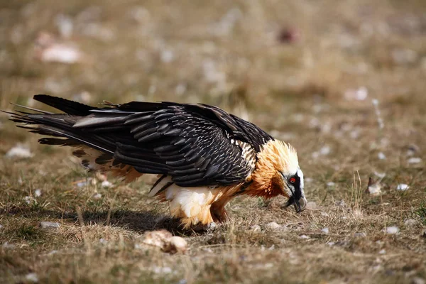 Бородатый Стервятник Gypaetus Barbatus Известный Lammergeier Ossifrage Кормушке — стоковое фото