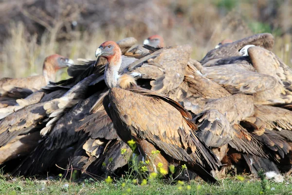 Грифон Gyps Fulvus Годувальнику Головою Від Крові Типова Істерична Їжа — стокове фото