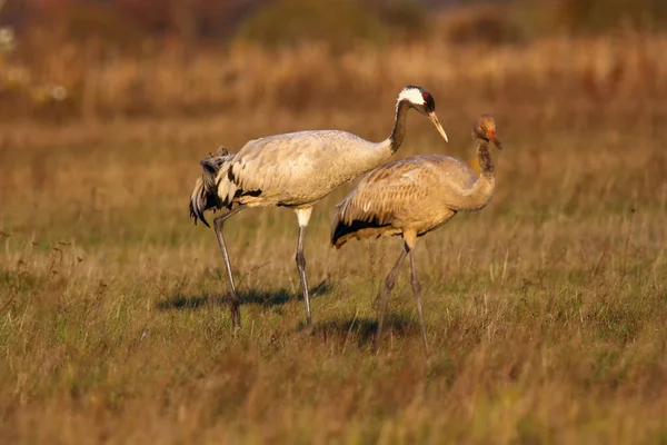 Guindaste Comum Grus Grus Também Conhecido Como Guindaste Eurasiano Luz — Fotografia de Stock