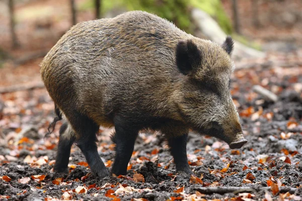 Divočák Sus Scrofa Známý Také Jako Divoké Prase Obyčejné Divoké — Stock fotografie