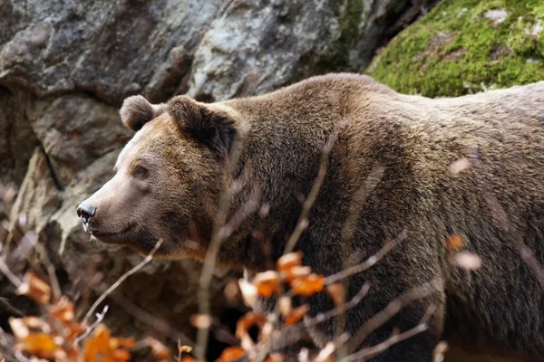 Бурый Медведь Ursus Arctos Портрет Большого Медведя Лесу Большие Камни — стоковое фото