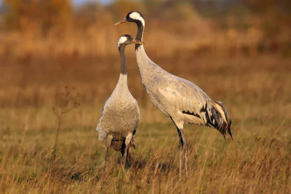 Guindaste Comum Grus Grus Também Conhecido Como Guindaste Eurasiano Par — Fotografia de Stock