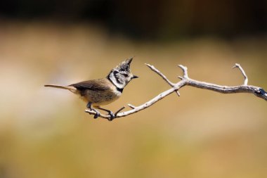 The European crested tit, or simply crested tit (Lophophanes cristatus) or (formerly Parus cristatus) sitting on a twig.
