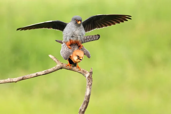 Falco Vespertinus 배경을 나뭇가지에서 짝짓기를 Falco Vespertinus — 스톡 사진