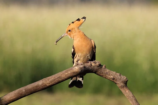 Hoopoe Eurasiático Épocas Upupa Sentado Ramo Com Verme Bico Com — Fotografia de Stock