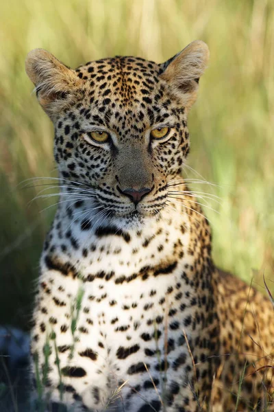 Africký Leopard Panthera Pardus Pardus Mladá Žena Portrét Prvním Ranním — Stock fotografie