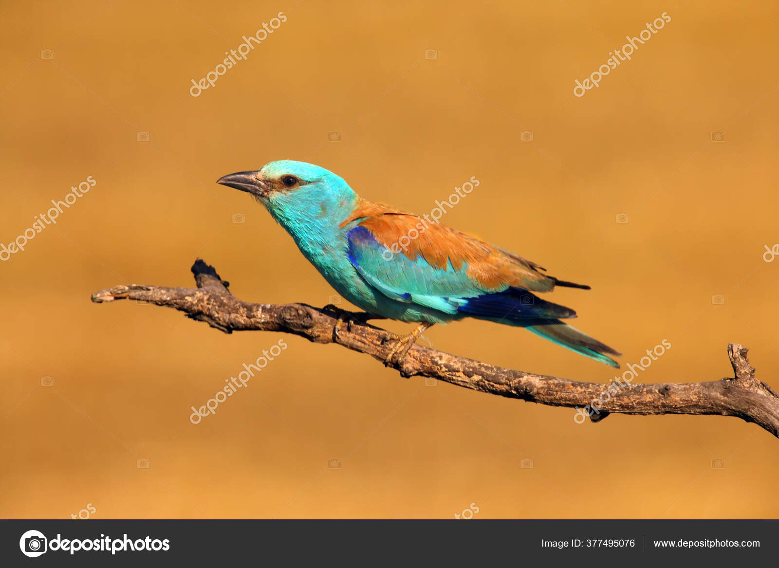 European Roller Coracias Garrulus Sitting Branch Orange Background Made