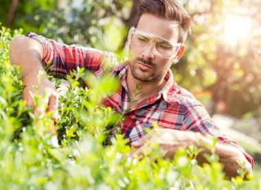 Kırpma, bir bahçe işlerinde Gardening.Hedge