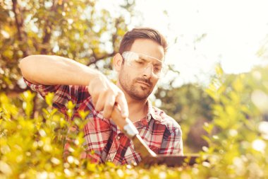 Kırpma, bir bahçe işlerinde çit