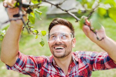 Bahçıvan ağaçlar kuru dalları keser