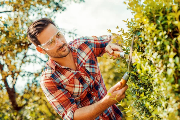 Hedge trimming,works in a garden — Stock Photo, Image