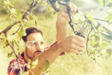 Bahçıvan ağaçlar kuru dalları keser