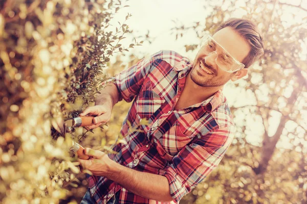 Man trimming hedge — Stock Photo, Image