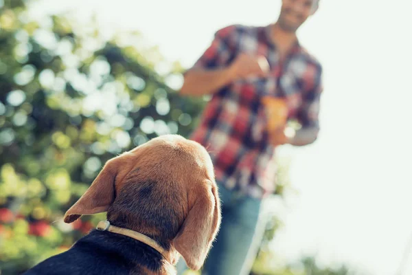 Man training his dog — Stok fotoğraf