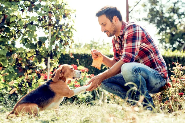 Man training his dog — Stok fotoğraf