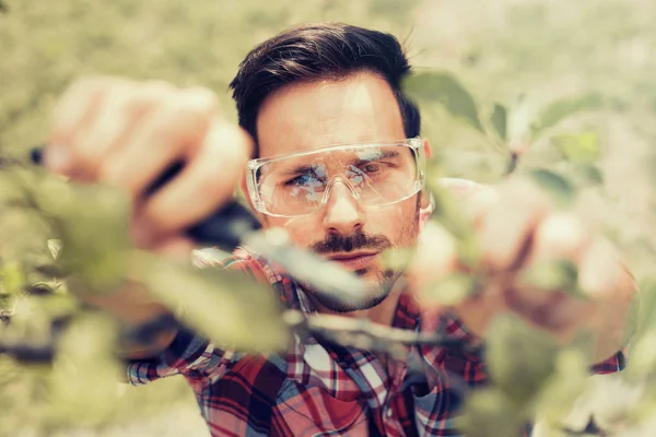 Tuinman snijdt droge takken van bomen — Stockfoto