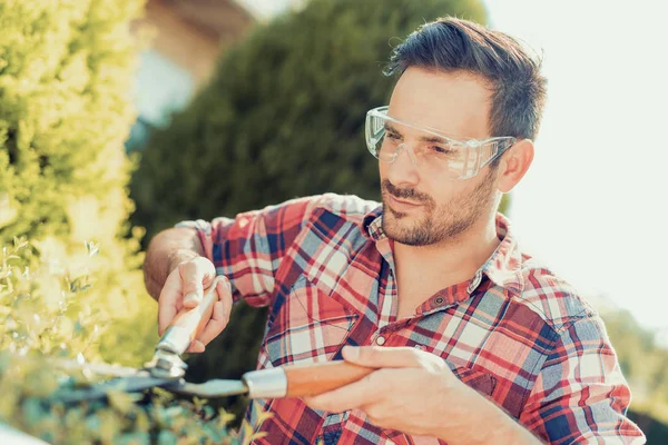 Hedge trimmen, werken in een tuin — Stockfoto