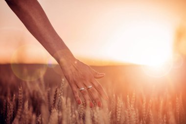 Kadının el dokunmatik buğday kulaklara günbatımı, yakın çekim.