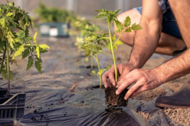 Bahçeye domates tohumu eken bir adam. Serada yetişen domates..