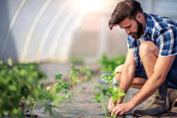 Mann Pflanzt Tomaten Setzling Garten Tomaten Wachsen Gewächshaus — Stockfoto