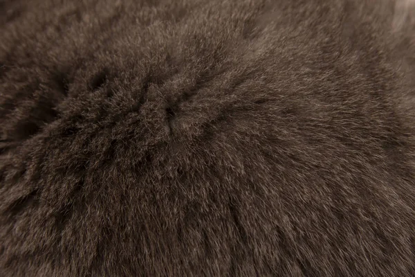 Gray Cat hair cats breed British fold. Background, texture.