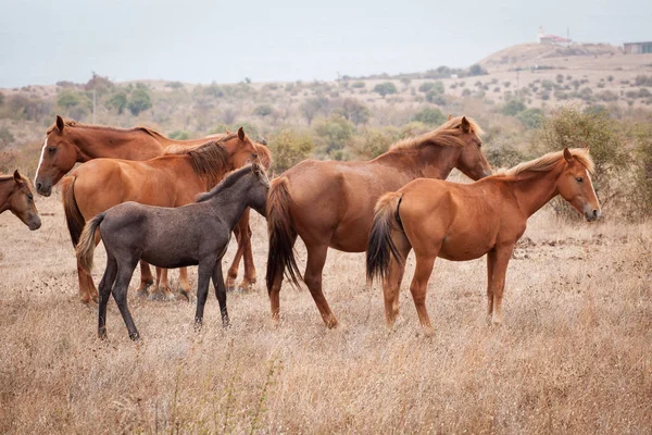 Kudde wilde paarden — Stockfoto