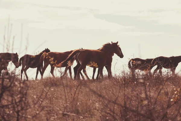 野生の馬の群れ — ストック写真