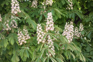 Kestane çiçek (Aesculus hippocastanum), bahar kavramı.