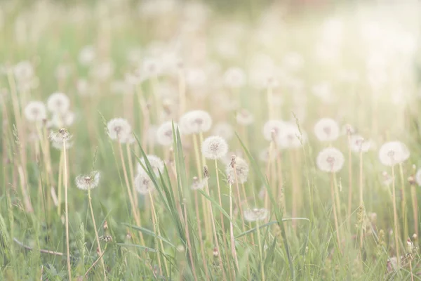 White fluffy dandelions on the meadow. Natural spring background — Stock Photo, Image