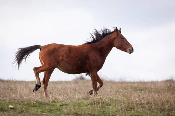 Gratis bruin paard, draven op het veld — Stockfoto