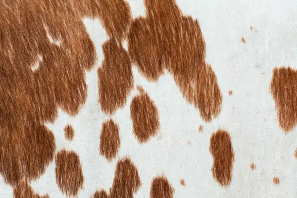 Backround of skin of cow. Brown and white — Stock Photo, Image