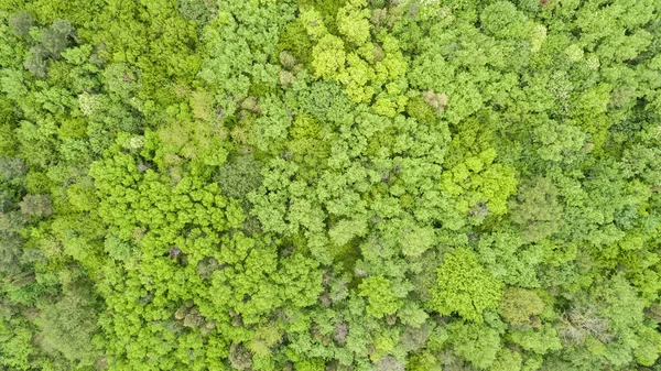 Schöner grüner Wald, Hintergrund. Ansicht von oben — Stockfoto