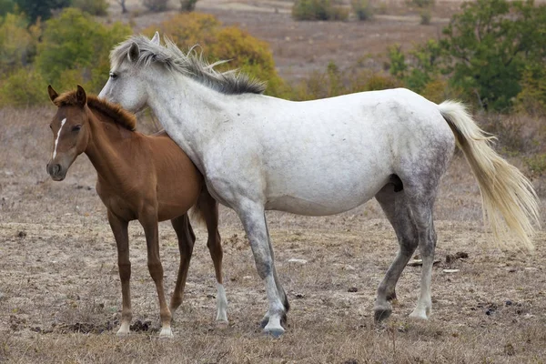 2 つの野生の馬です。白と茶色 — ストック写真