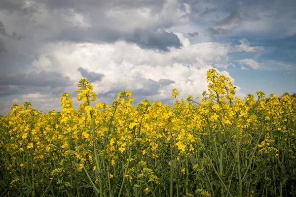 Żółte pole z oleju rzepakowego roślin, pochmurnego nieba — Zdjęcie stockowe