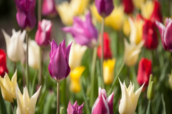 Belles tulipes dans le parc. Concept de printemps. — Photo