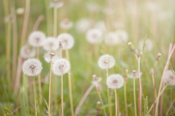 Pissenlits moelleux blancs sur la prairie. Fond naturel de printemps — Photo