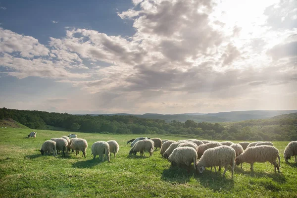 Flock of sheep grazing on beautiful mountain meadow — Stock Photo, Image