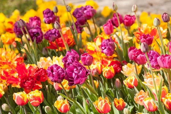 Belles tulipes dans le parc. Concept de printemps. — Photo