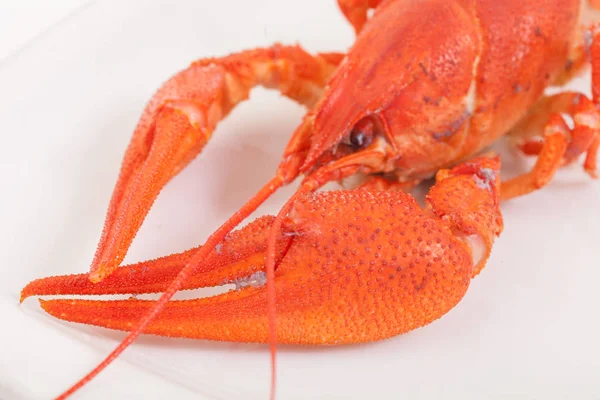 Gros plan de délicieux homard cuit à la vapeur — Photo