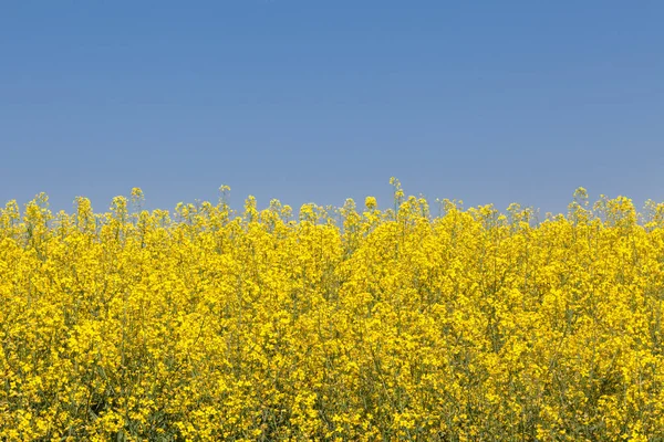 Żółto-niebieskie tło. Krajobraz pola rzepaku — Zdjęcie stockowe