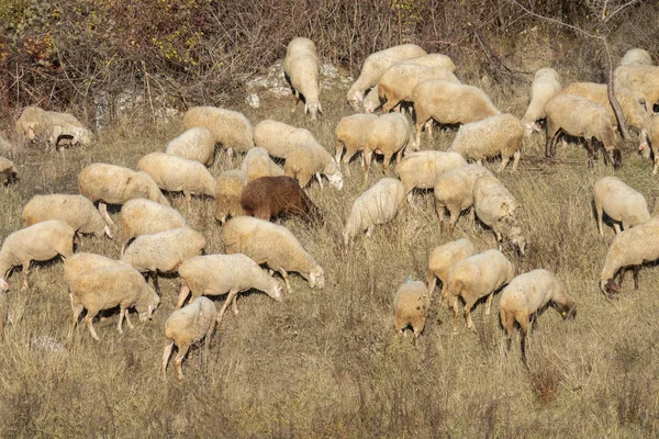 Flock of sheep grazing — Stock Photo, Image